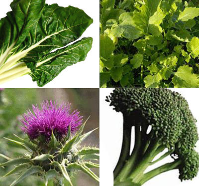 Les algues, les navets-asperges, les cardons et les brocolis sont des sources végétales de calcium