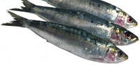 Les sardines, aliment contenant calcium